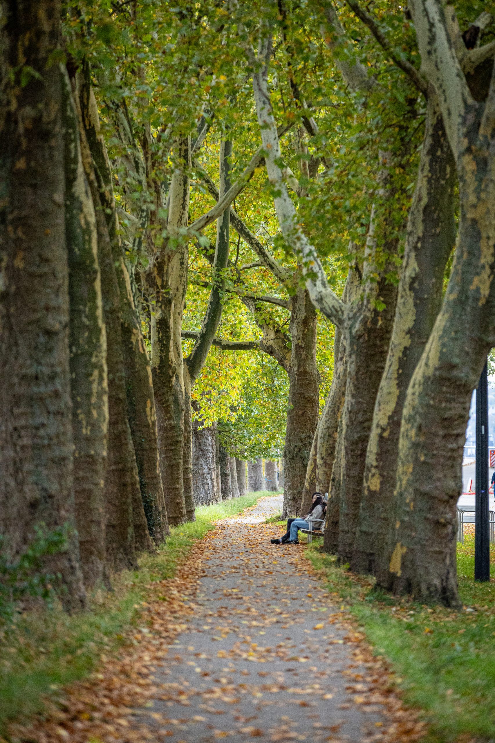 Un projet d'écoquartier entre nature et ville